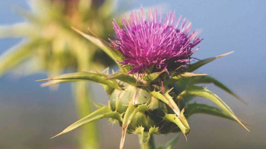 milk thistle flower 1296x728 1024x575 - HEPATITE B SINTOMAS CAUSAS E TRATAMENTOS