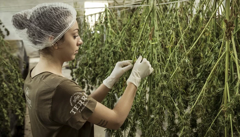 MACONHA PARA USO MEDICINAL FOI LIBERADA - MACONHA - PARA USO  MEDICINAL FOI LIBERADA