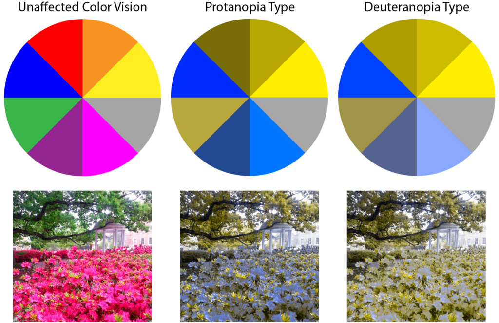 color blindness types 1 1024x662 - DALTONISMO SINTOMAS CAUSAS E TRATAMENTOS