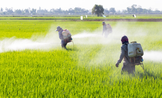 AGROTÓXICOS PESTICIDAS SEUS EFEITOS NA SAÚDE.. - AGROTÓXICOS/PESTICIDAS SEUS EFEITOS NA SAÚDE