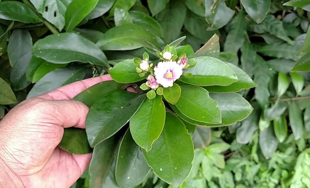 AS PANCS MAIS UTILIZADAS - PANCS - PLANTAS ALIMENTÍCIAS NÃO CONVENCIONAIS