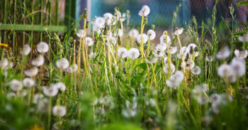 PANCS – PLANTAS ALIMENTÍCIAS NÃO CONVENCIONAIS