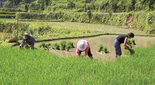 SISTEMA AGRÍCOLA TRADICIONAIS X AGRONEGÓCIO - PANCS - PLANTAS ALIMENTÍCIAS NÃO CONVENCIONAIS